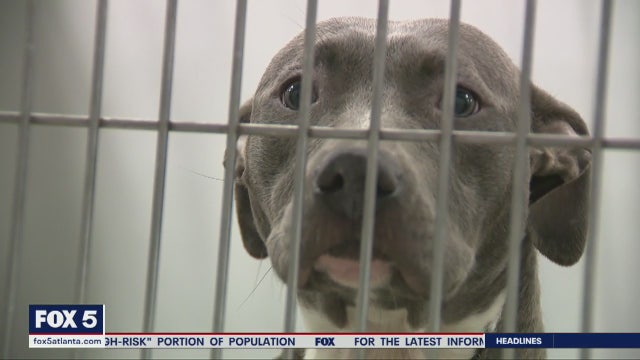 Drive-through adoptions at local animal shelter amid coronavirus outbreak
