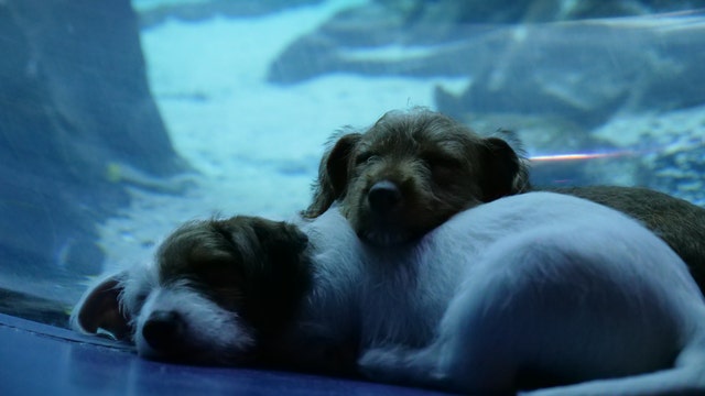 Georgia Aquarium opens up for 'play day' for 4-legged friends from the Atlanta Humane Society