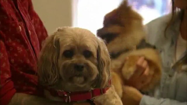 Florida bill targets 'phony baloney' use of emotional support animals