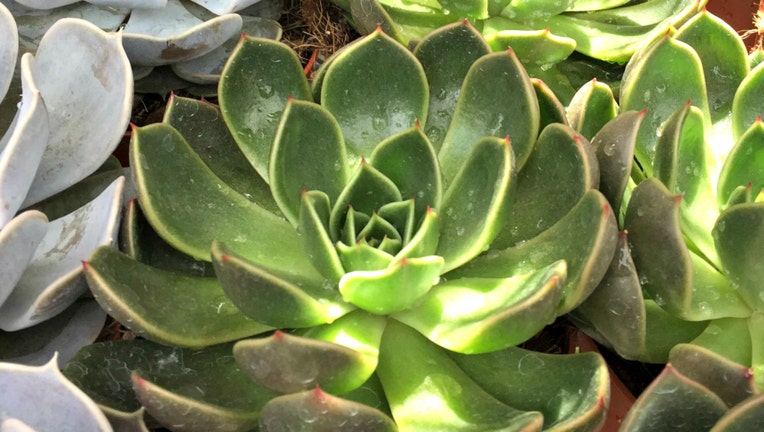 GETTY succulent plant