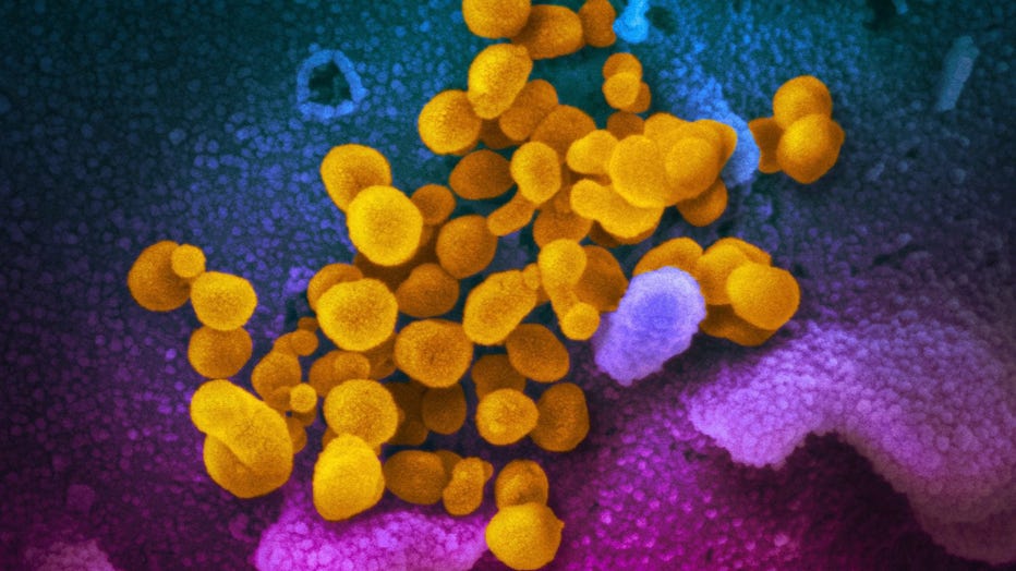 Image of coronavirus germ