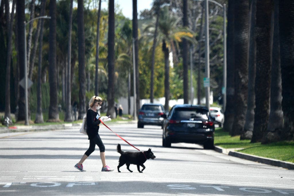 Coronavirus and pets: Your cat or dog probably can’t get COVID-19, WHO says