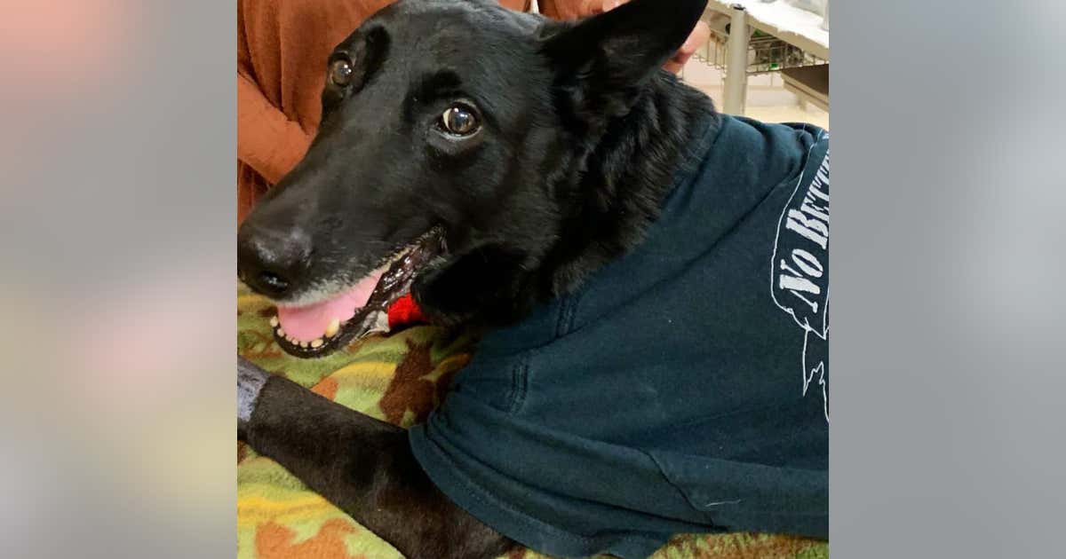 Retirement ceremony held for DeKalb County K9 officer | FOX 5 Atlanta