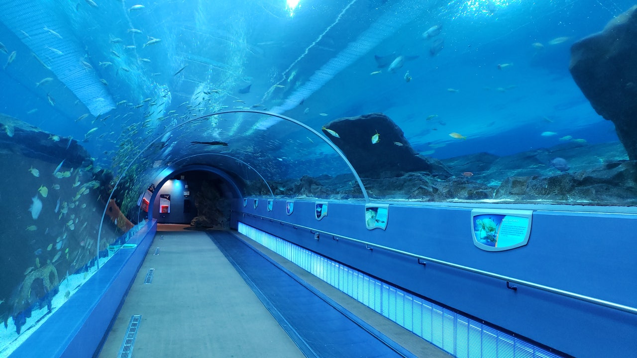 Despite closure, work never stops inside Georgia Aquarium
