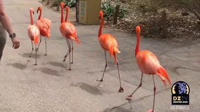 Flamingos take a tour of deserted Denver Zoo