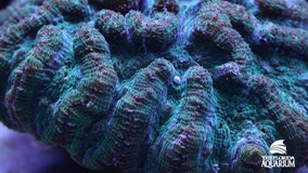 The Florida Aquarium reproduces another coral species, and it's all captured on video