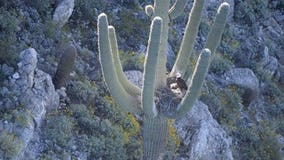 Bald eagles, eaglets found nesting in arms of Arizona saguaro cactus