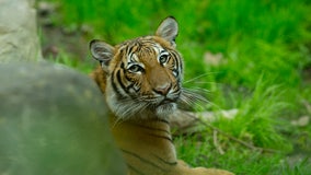 Tiger at NYC Bronx Zoo positive for coronavirus