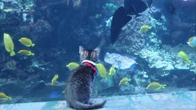 Atlanta Humane Society kittens get special visit to Georgia Aquarium