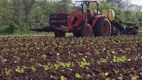 Restaurants, farmers' markets shut down, here's how the coronavirus pandemic is impacting farmers