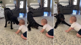 Baby can't stop laughing at playful Labradoodle