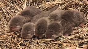 Jacksonville Zoo introduces 4 baby Asian small-claw otters