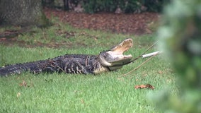 'He's a big gator': Nearly 9-foot gator found in Tampa resident's pool