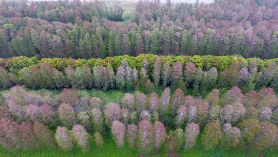 As people stay home, Earth turns wilder and cleaner