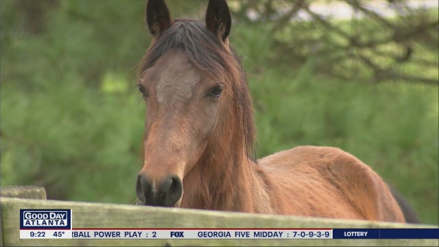 Nearly 2 dozen neglected horses get second chance thanks to Bethlehem-based non-profit