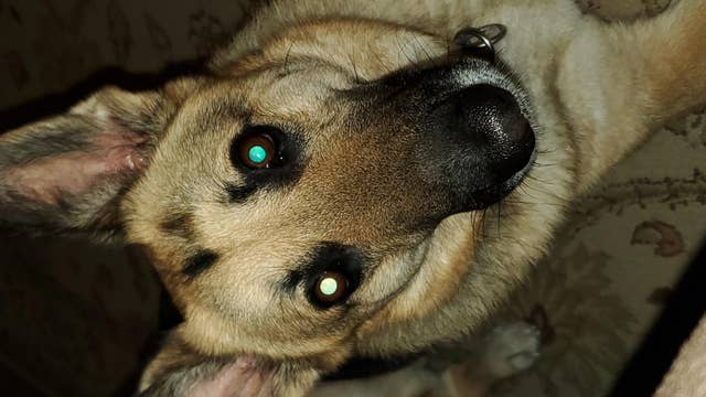 Health care worker reunited with beloved dog