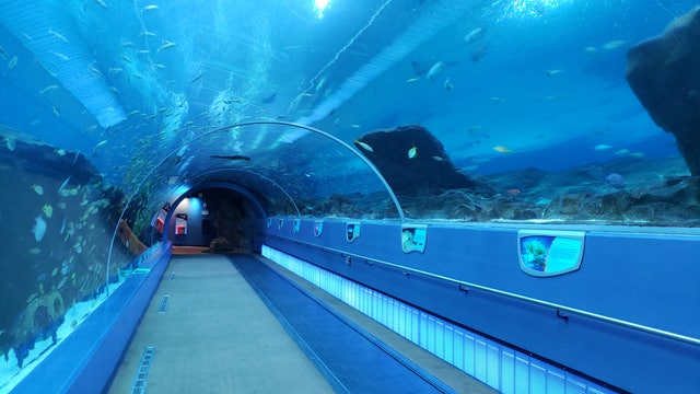 Despite closure, work never stops inside Georgia Aquarium