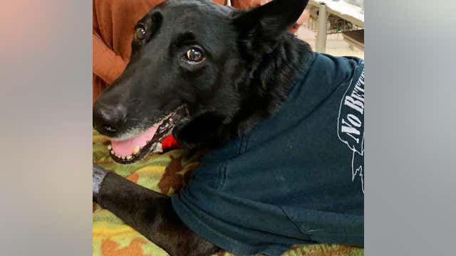 Retirement ceremony held for DeKalb County K9 officer