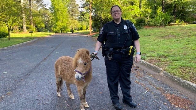 DeKalb police officers rescue runaway miniature horses
