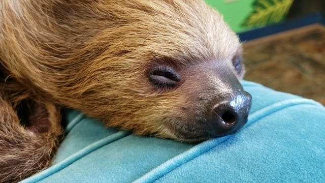 North Georgia Zoo offers daily 'Wildlife Wonders'
