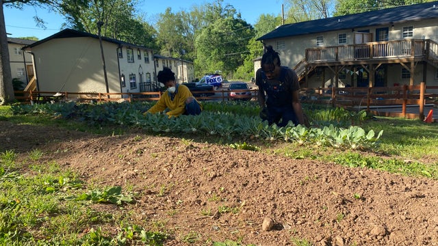 Community garden harvesting more than ever to help unemployed residents