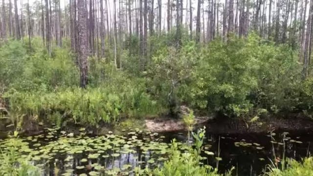 Mining plan lands Okefenokee on `endangered’ US rivers list