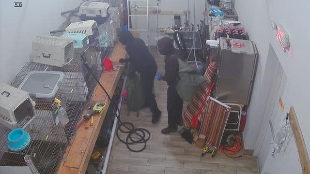 Police: Burglars steal puppies worth $60K from Gwinnett County store