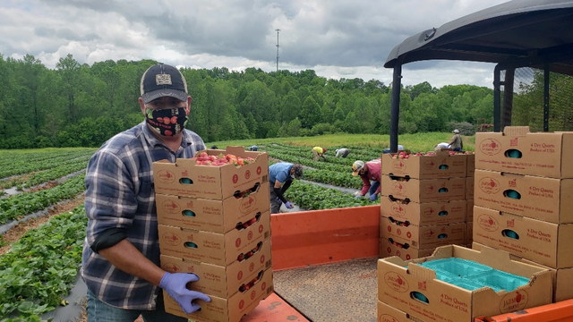 GA farmer hoping GA restaurants can reopen safely, resume food buys