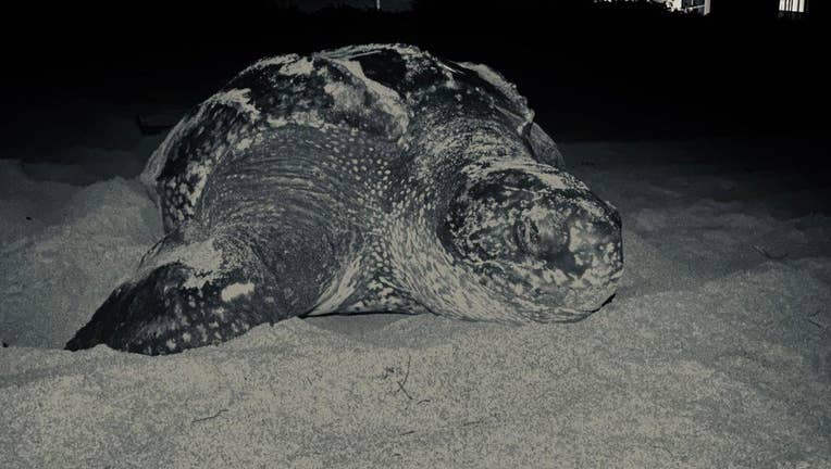e4a73a31-loggerhead turtle