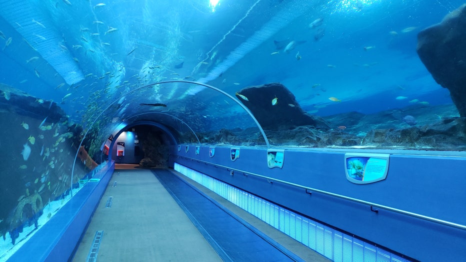Despite closure, work never stops inside Georgia Aquarium