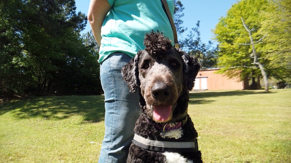 service dog fostering near me