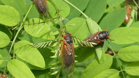 After 17 years underground, vast army of cicadas set to emerge