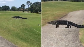 Massive gator slowly treks across Florida golf course