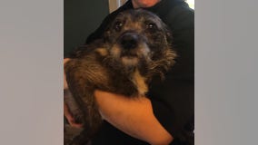 Donations needed after dozens of dogs recovered in LaGrange