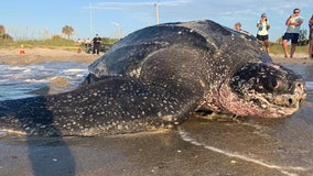 Florida beachgoers have rare encounter with 800-pound leatherback sea turtle nesting during daylight hours