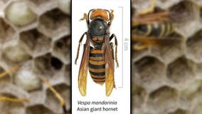 Japanese honeybees learned how to ‘cook’ murder hornet: report