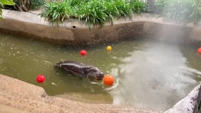 Pygmy hippo gifted cake, colorful balls for 5th birthday