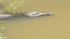 Fayette County's favorite gator Flat Creek Floyd is back