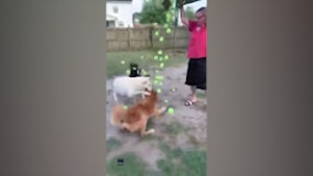 Having a ball: Dogs go crazy after being gifted hundreds of tennis balls by owner