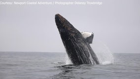 Baby whale breaches surf off California coast