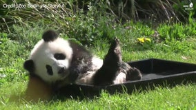 Baby panda splashes around at Berlin Zoo