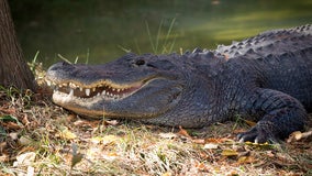 Florida alligator found shot with two arrows in its side