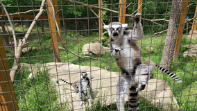 Once popular Lilburn zoo reopens Thursday with new name, new approach