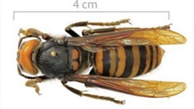 Japanese honeybees reportedly learned how to ‘cook’ murder hornet