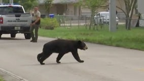 Glazed or jelly? FWC uses Krispy Kreme doughnuts to lure bear into humane trap