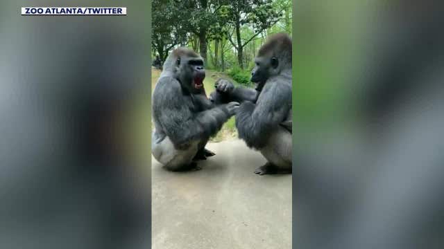 Watch these gorillas 'be silly' at Zoo Atlanta