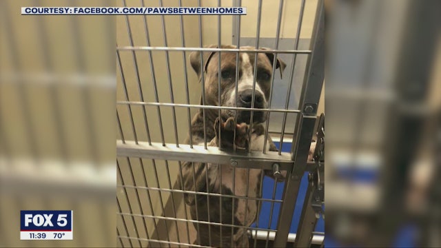 Paws Between Homes helps foster pets for owners who face economic hardship