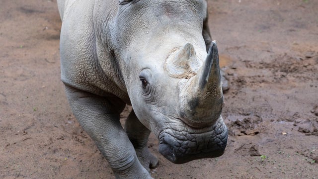 Zoo Atlanta welcomes new southern white rhino