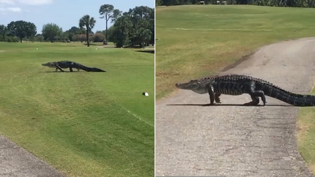 Massive gator slowly treks across Florida golf course