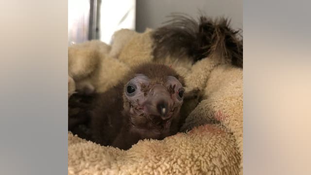 Critically endangered hooded vulture chick born at Zoo Atlanta